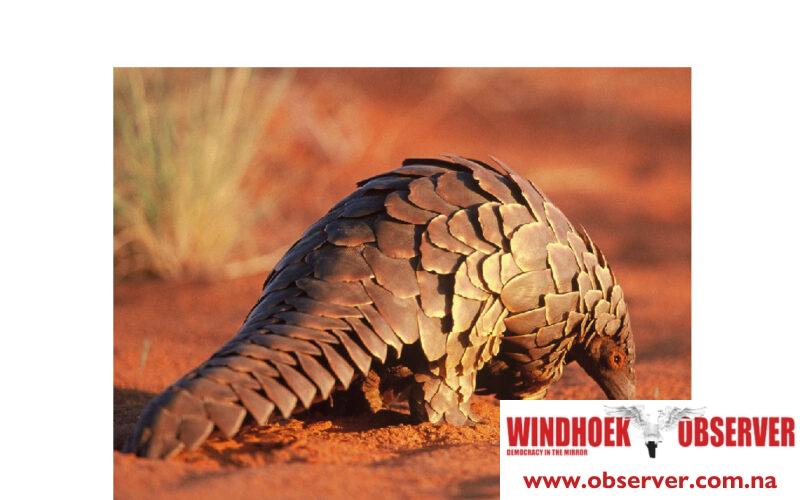Pangolins under serious threat, Environment Ministry observes
