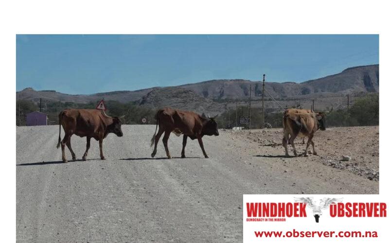 Livestock presents a challenge to the development of Opuwo