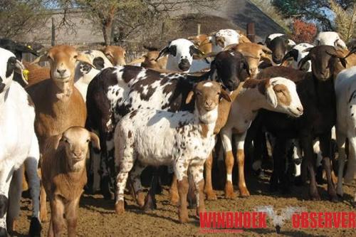 Sheep farmers approve producer-driven company 