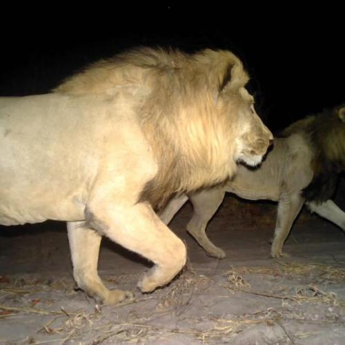 Lions drive surge in Judea Lyaboloma livestock attacks