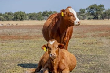 Savanna Beef revises weight categories for third-quarter pricing