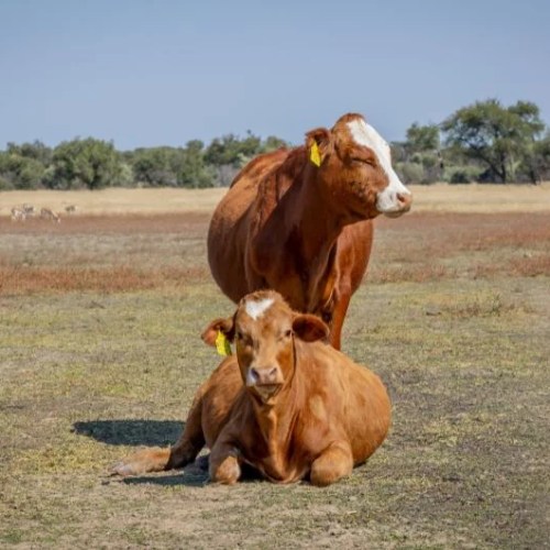 Savanna Beef revises weight categories for third-quarter pricing