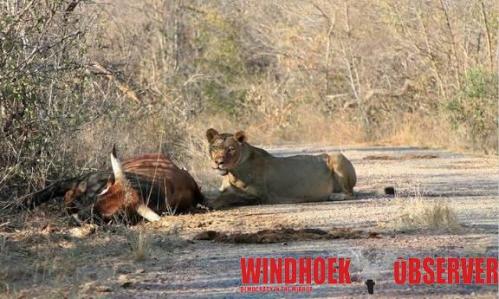Lions, hyenas leave Judea Lyaboloma farmers counting their losses