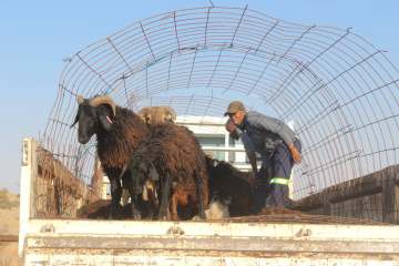 Karakul board’s annual loss widens to N$1 million