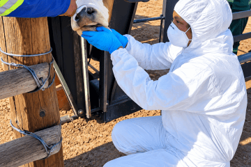 Farmers warned against independent FMD interventions …as government seeks N$190m