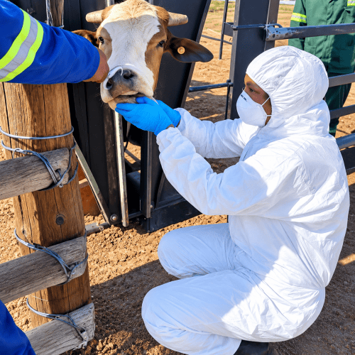 Farmers warned against independent FMD interventions …as government seeks N$190m
