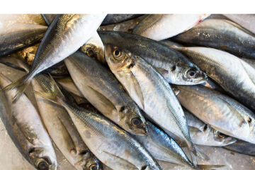 Horse mackerel and small pelagics survey reveals declining trends