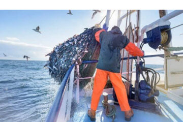 Oceana’s horse mackerel catch drop