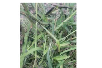 Oshana governor downplays severity of armyworm outbreak