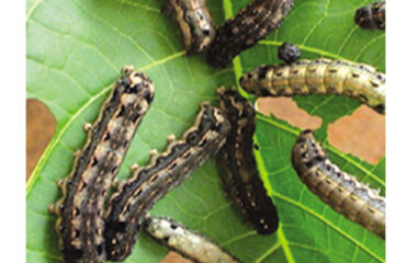 Farmers urged to report armyworm outbreaks