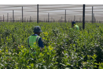 Blueberry farming transforms Divundu’s job market