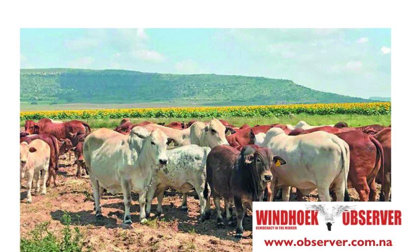 Cattle sales fall to lowest level in nearly two decades