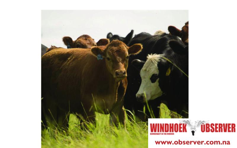 Global cattle prices increase in first half of 2025 