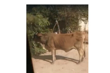 Livestock causing havoc in Grootfontein neighbourhoods