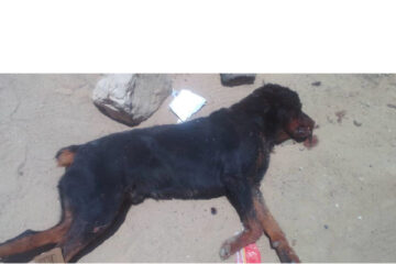 Swakopmund dog killers in big trouble