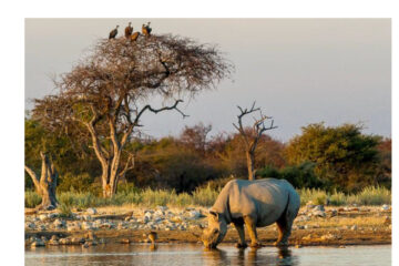 Three poachers killed during gunfight in Etosha