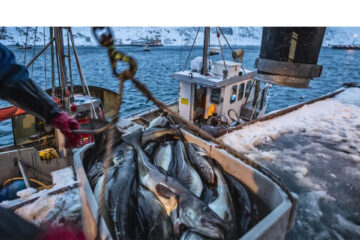 Fishing companies exploiting weak regulations as bycatch soars