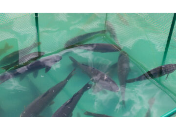 From classroom to fish farming