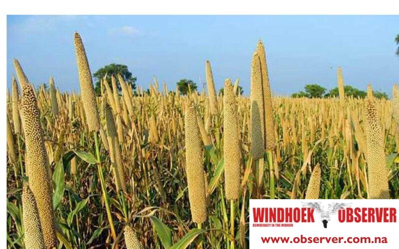 Mahangu and maize farmers to benefit from seed subsidies