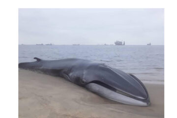 Pollution most likely doomed beached whale near Walvis Bay